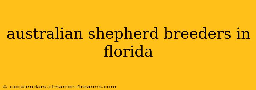 australian shepherd breeders in florida