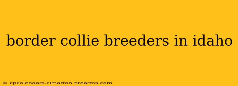 border collie breeders in idaho