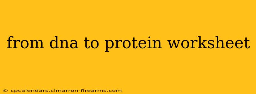 from dna to protein worksheet