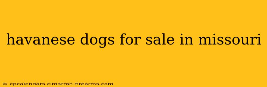 havanese dogs for sale in missouri