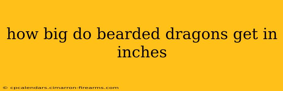 how big do bearded dragons get in inches