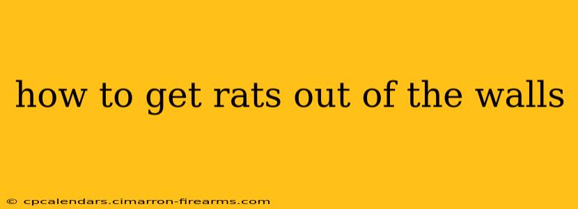 how to get rats out of the walls