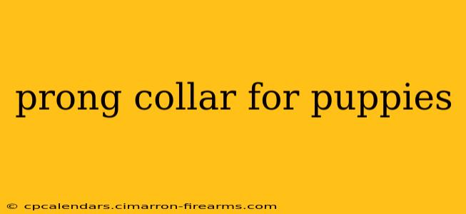 prong collar for puppies