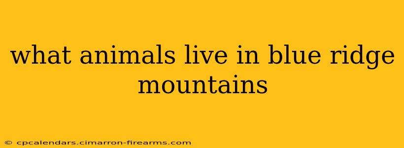 what animals live in blue ridge mountains