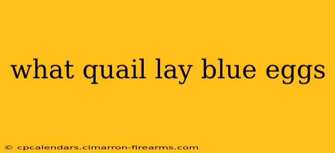 what quail lay blue eggs